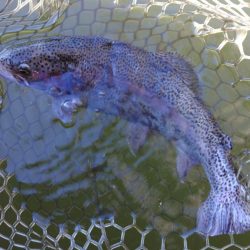 調子良く釣れる時間帯もあったが… ～大安トラウトレイク～